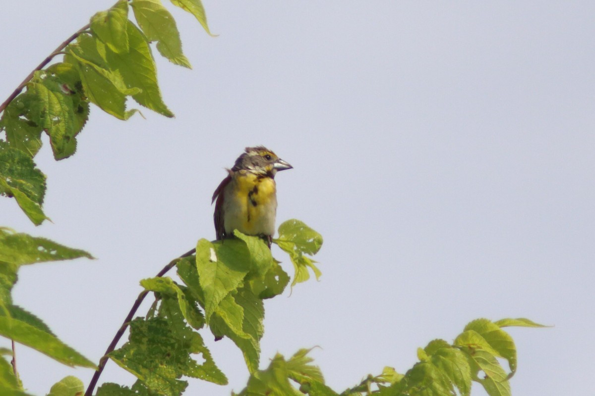 Dickcissel - ML621774489