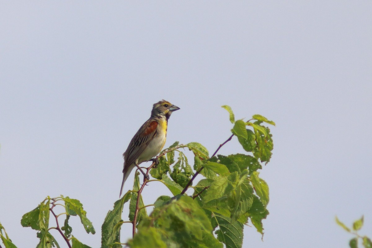 Dickcissel - ML621774493