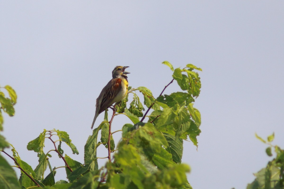 Dickcissel - ML621774495