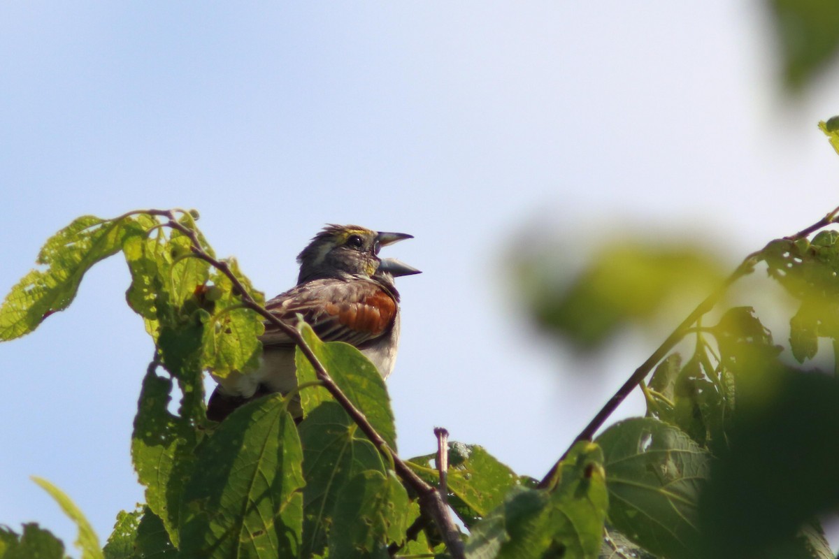 Dickcissel - ML621774497