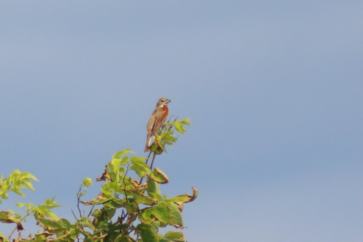 Dickcissel - ML621774498