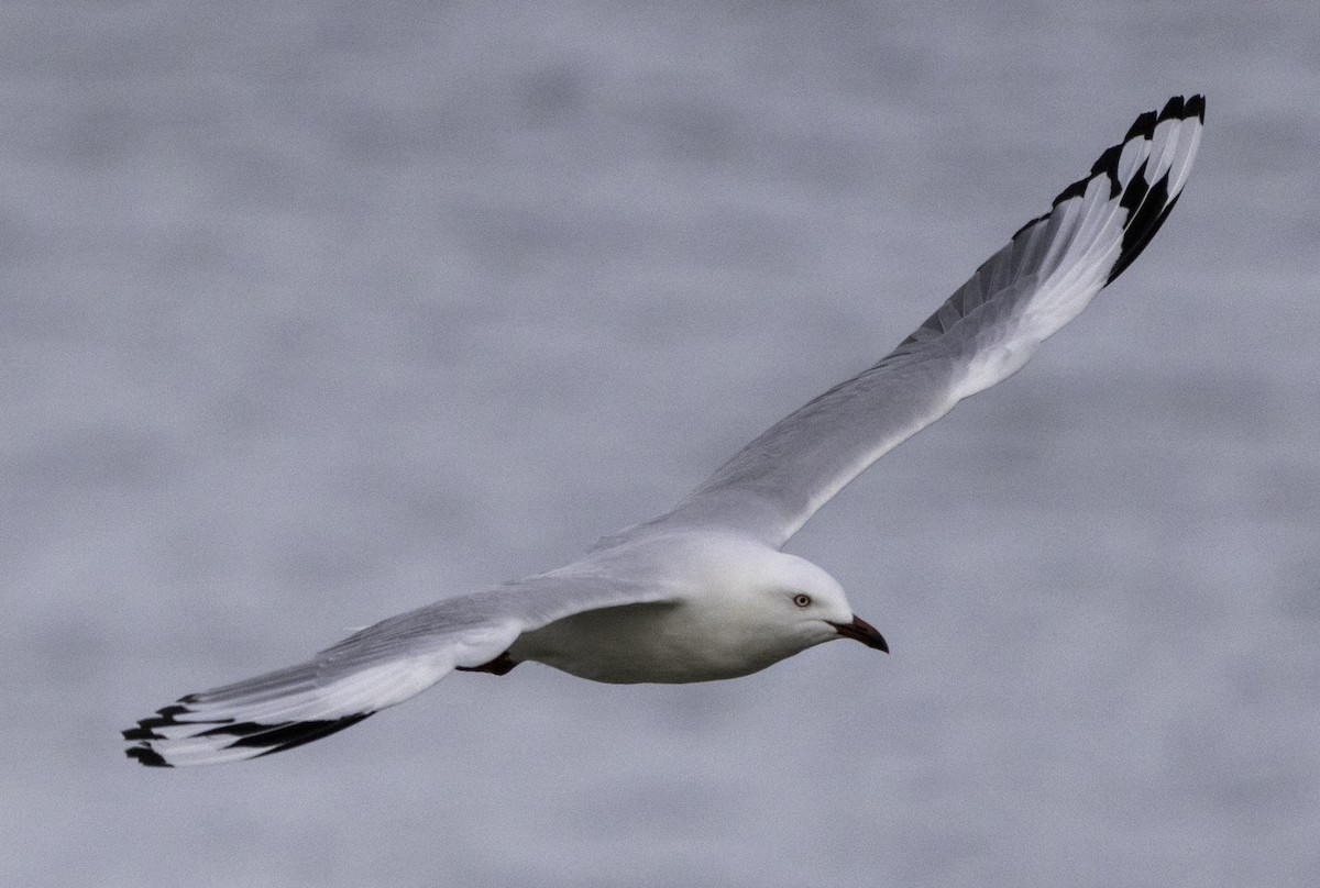 Mouette argentée (novaehollandiae/forsteri) - ML621774593