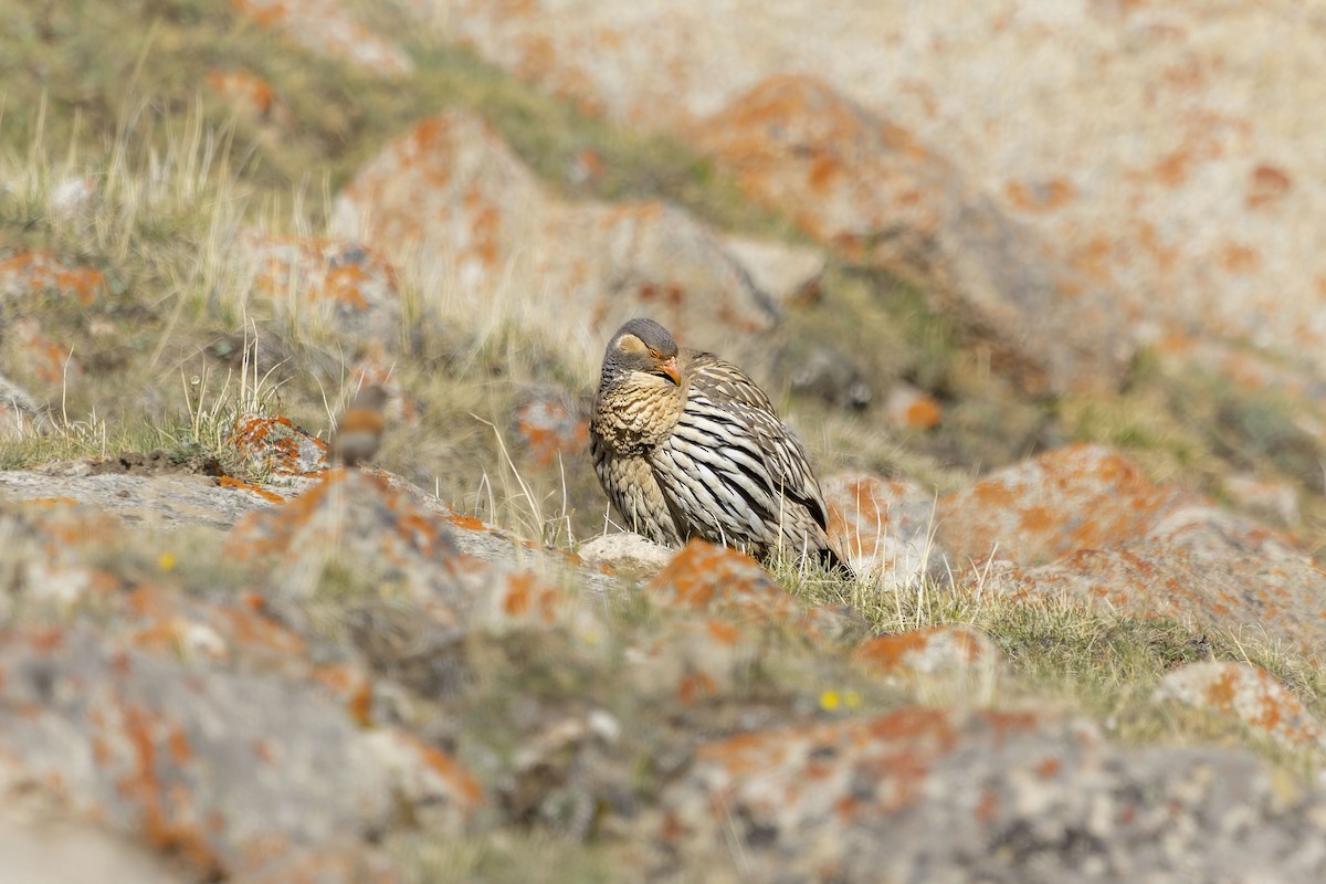 Tibetan Snowcock - ML621774675