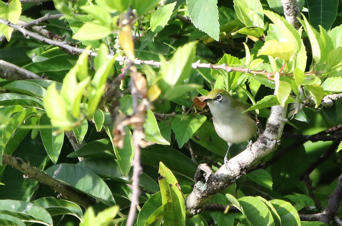 Christmas Island White-eye - ML621774785