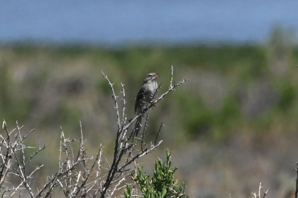 Brewer's Sparrow - ML621774789