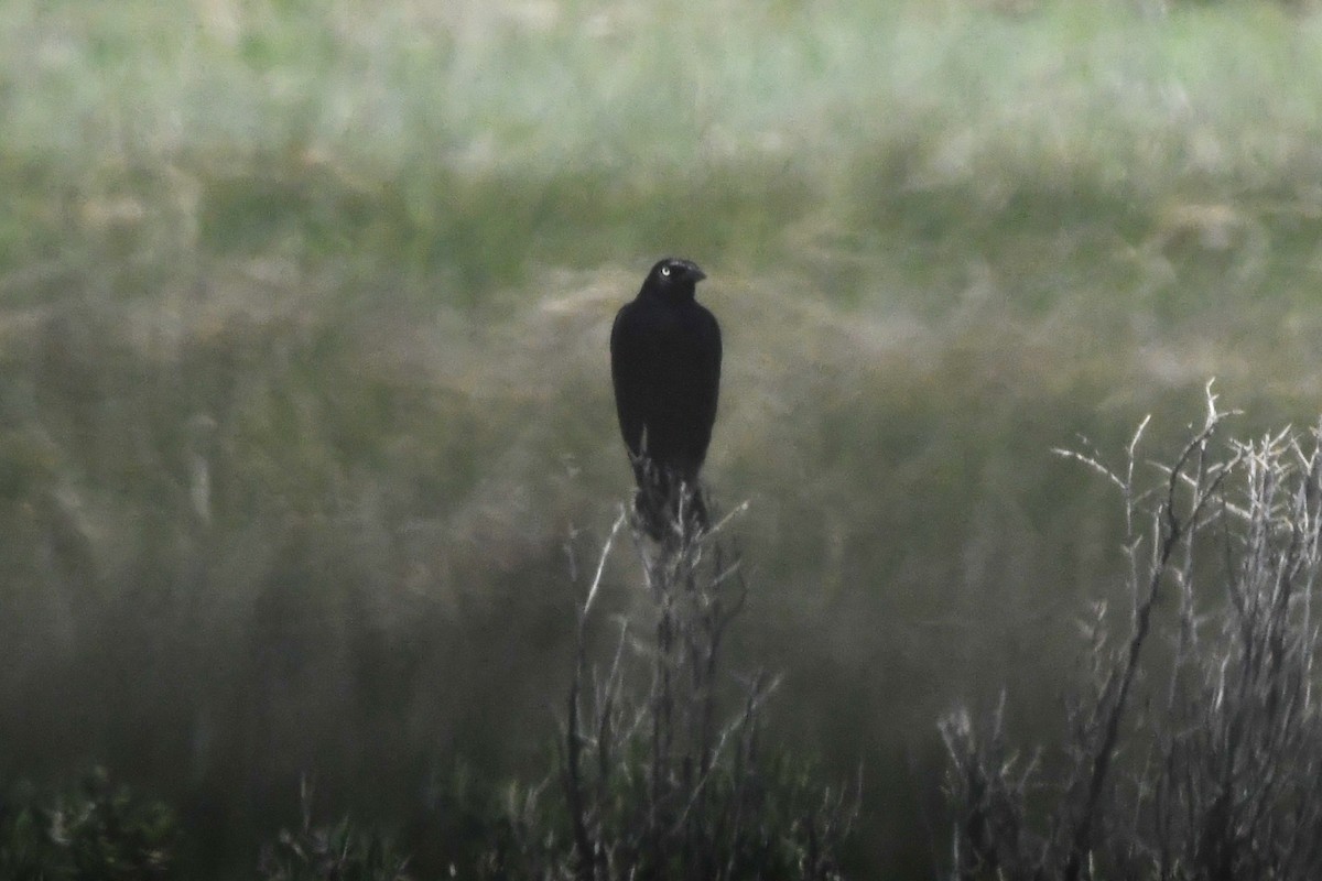 Brewer's Blackbird - ML621774798