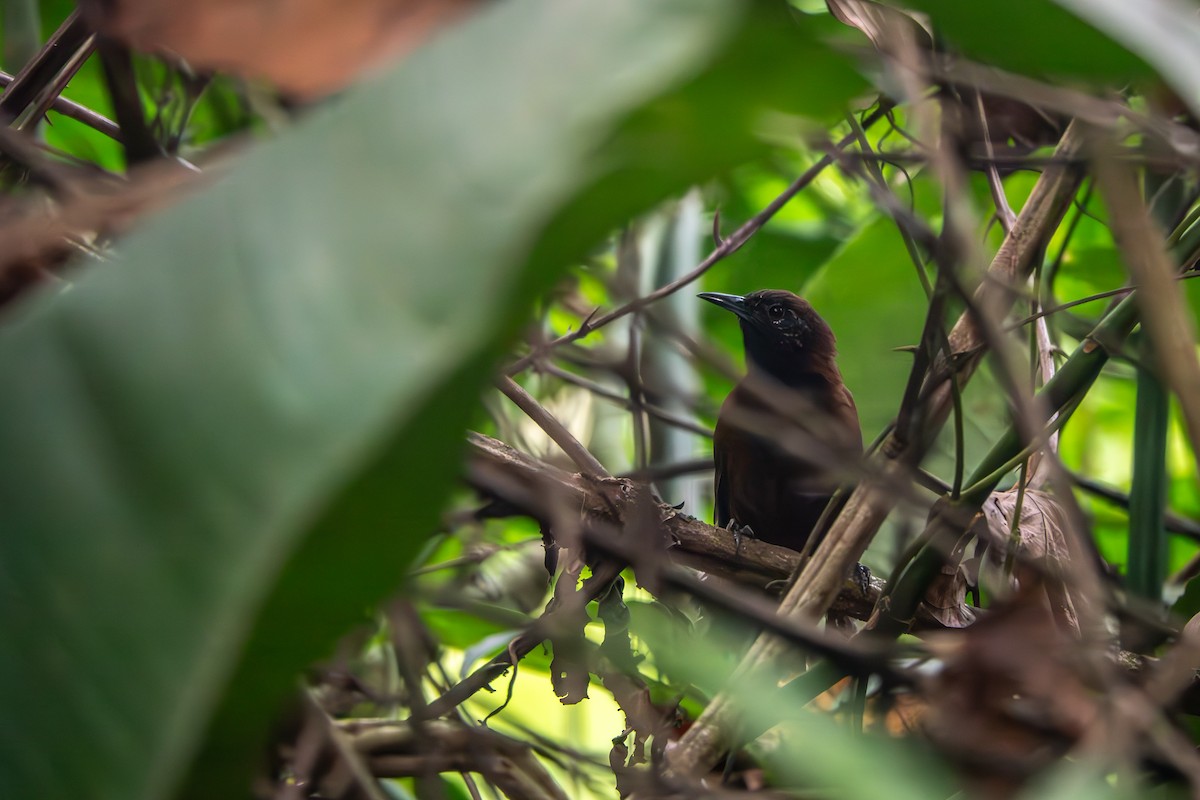 Black-throated Wren - Allee Forsberg