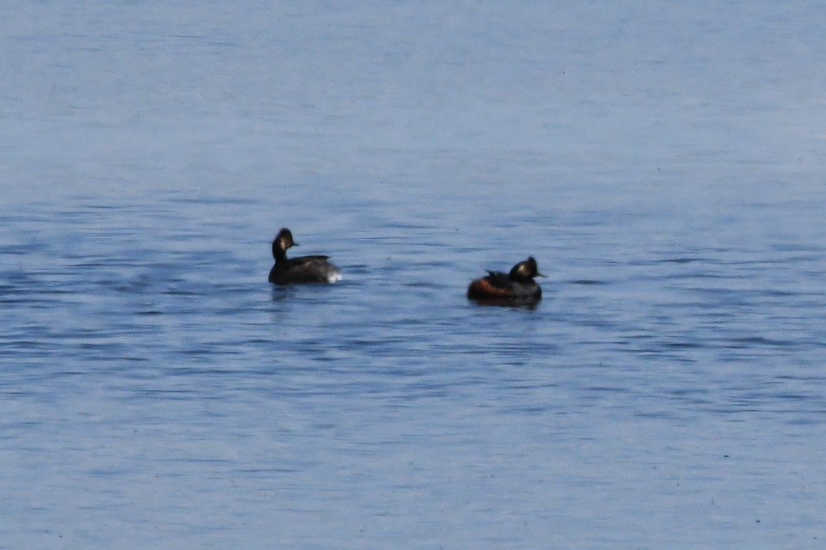 Eared Grebe - Penguin Iceberg