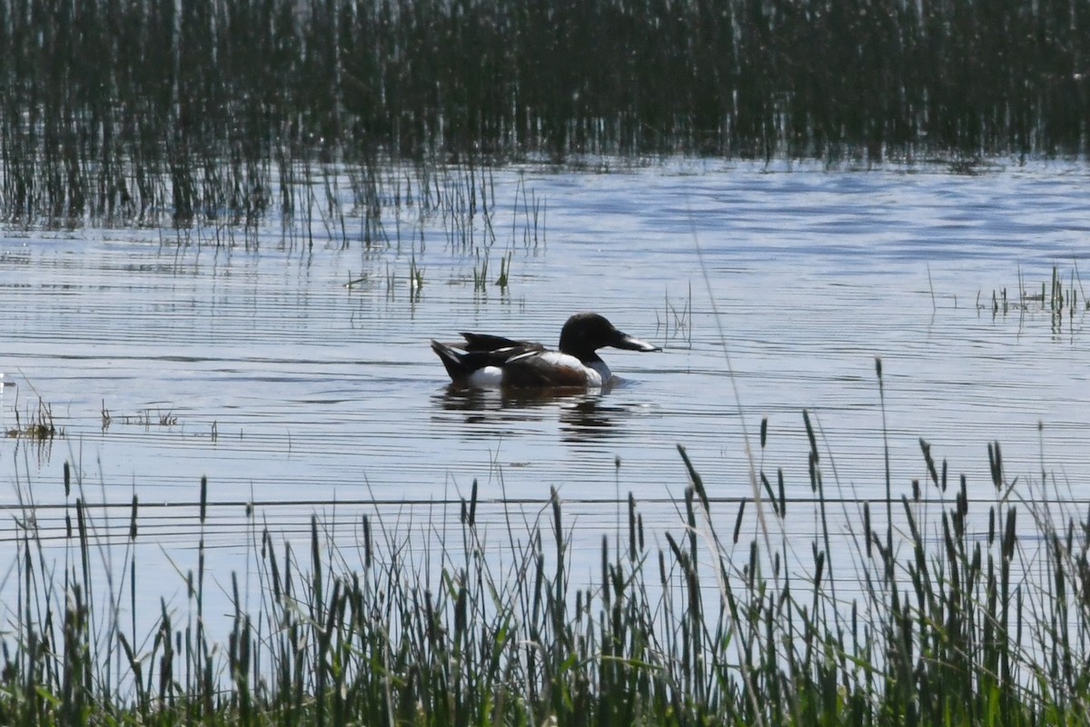 Northern Shoveler - ML621774803