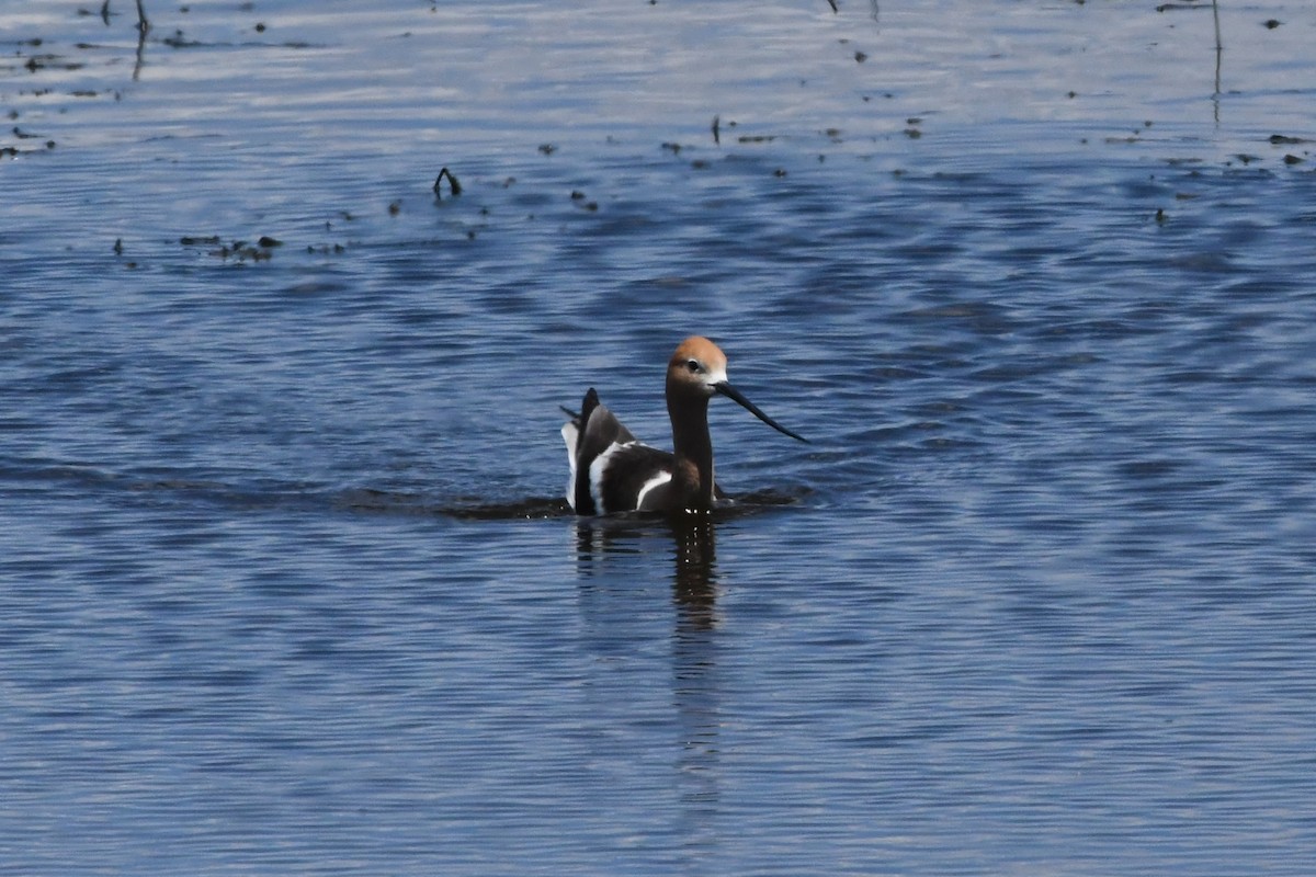 American Avocet - ML621774810