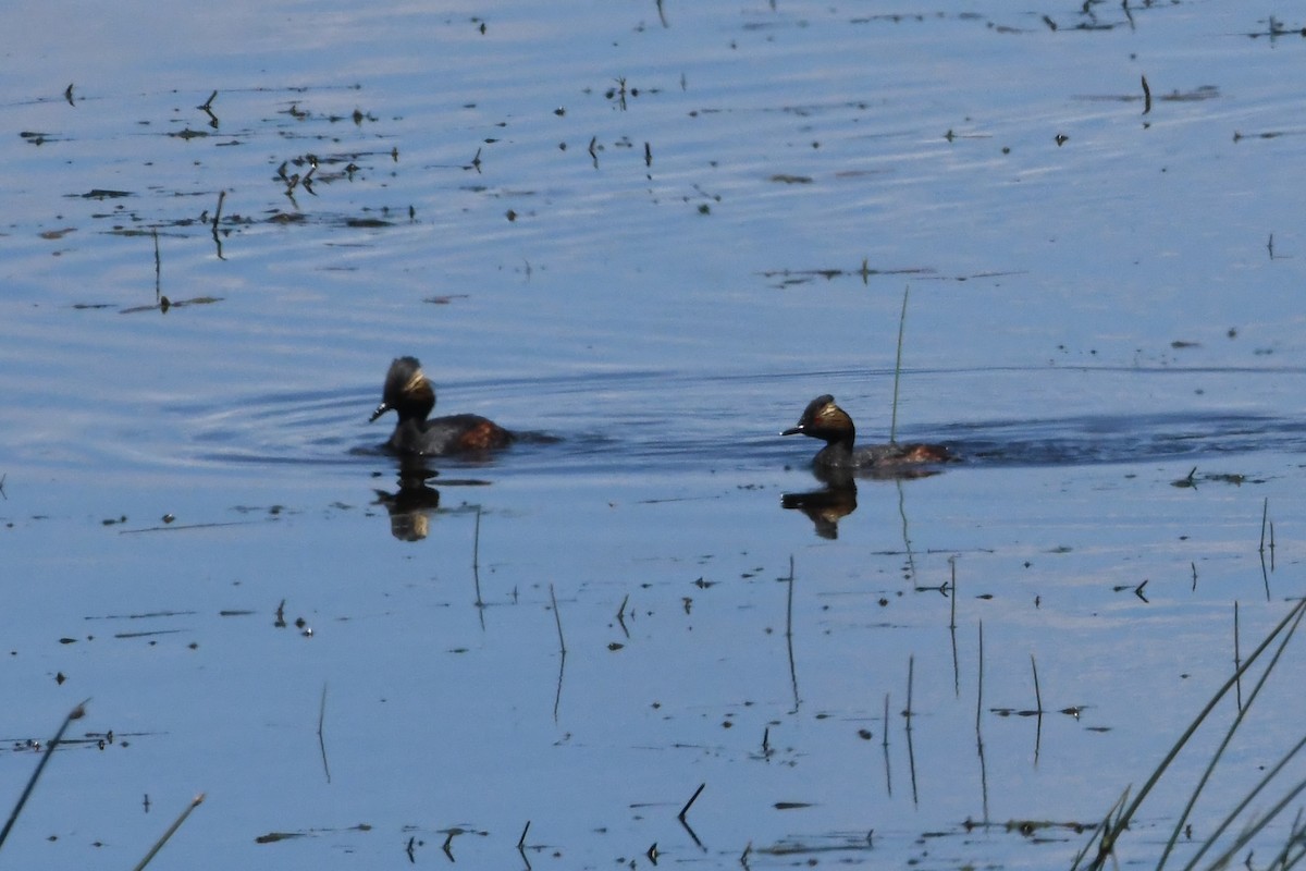 Eared Grebe - ML621774811