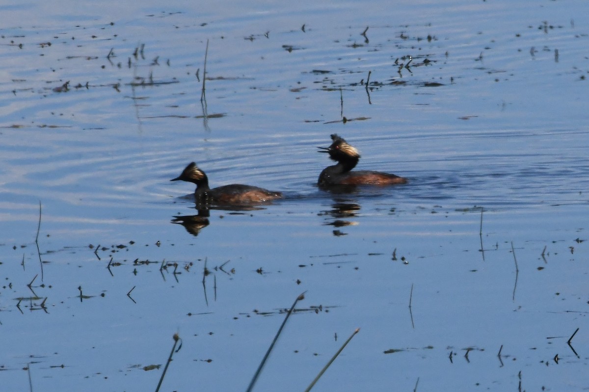 Eared Grebe - ML621774813