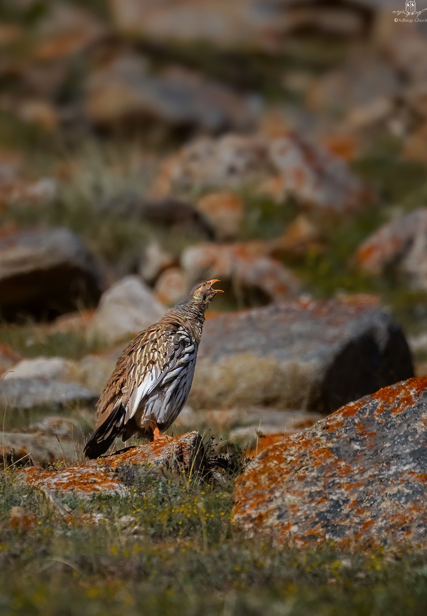 Tibetan Snowcock - ML621774856