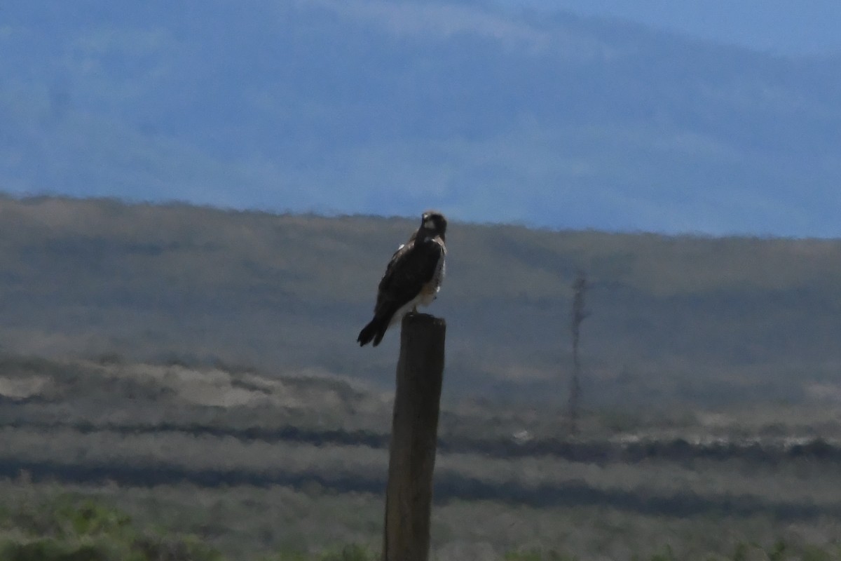 Swainson's Hawk - ML621774859