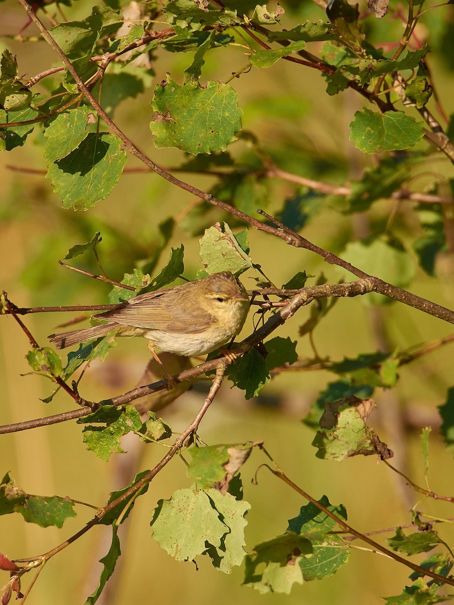 Willow Warbler - ML621774873