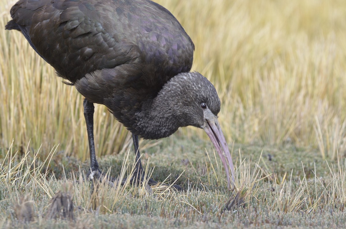 Puna Ibis - ML621774874