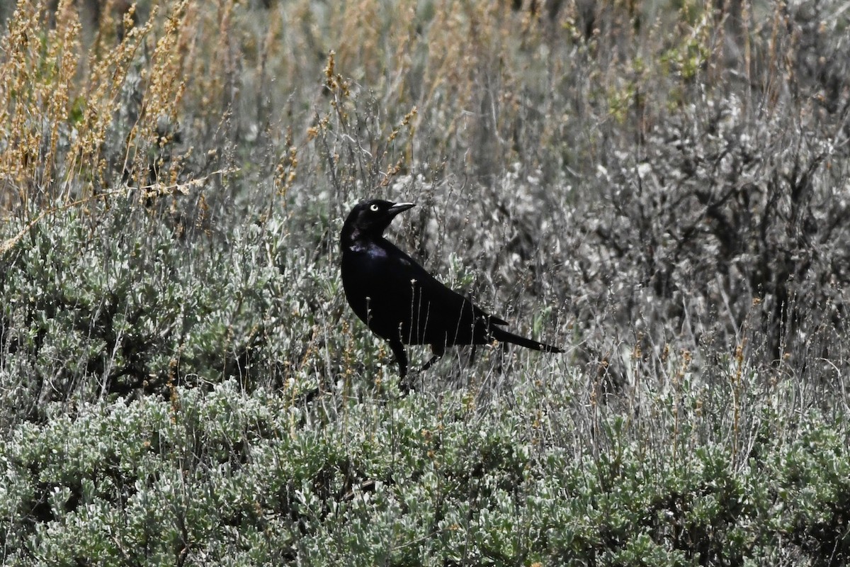 Brewer's Blackbird - ML621774898