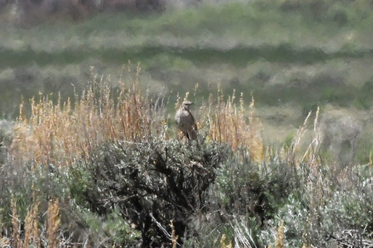 Sage Thrasher - ML621774899