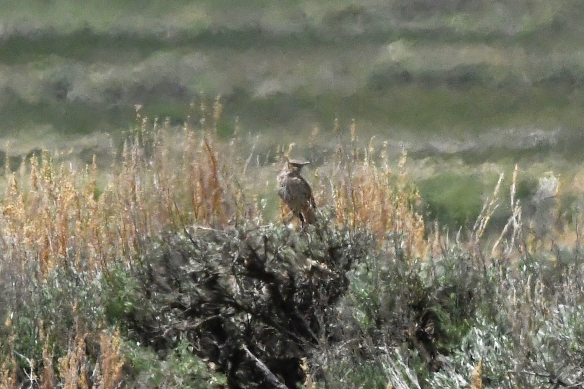 Sage Thrasher - ML621774902