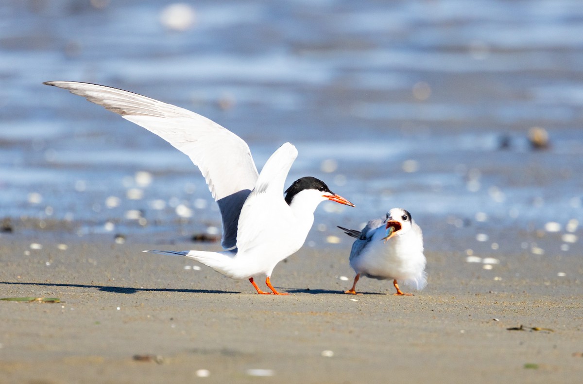 Common Tern - Hap Ellis