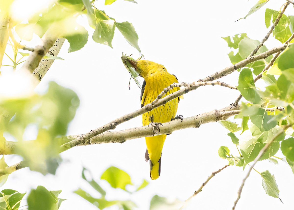 Eurasian Golden Oriole - ML621774985