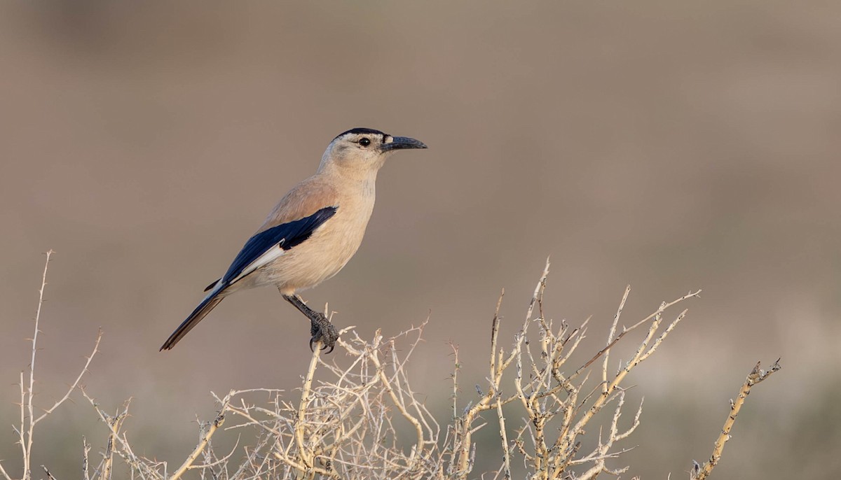 Mongolian Ground-Jay - ML621774997