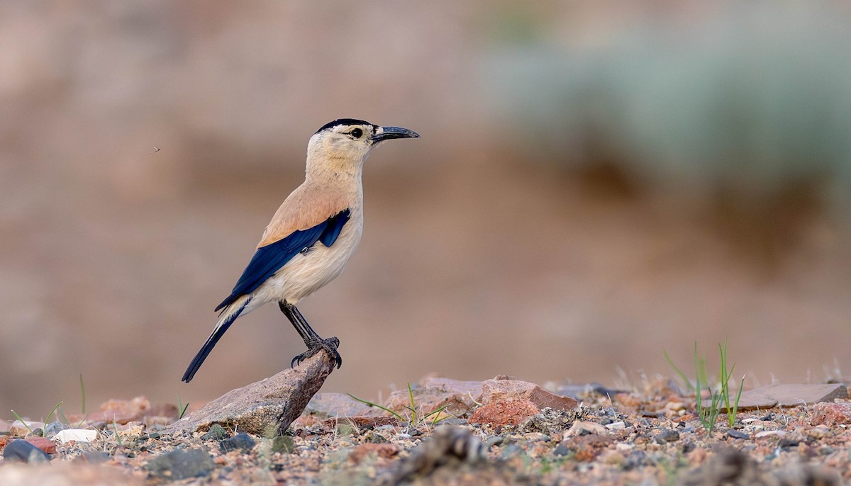 Mongolian Ground-Jay - Pavel Parkhaev