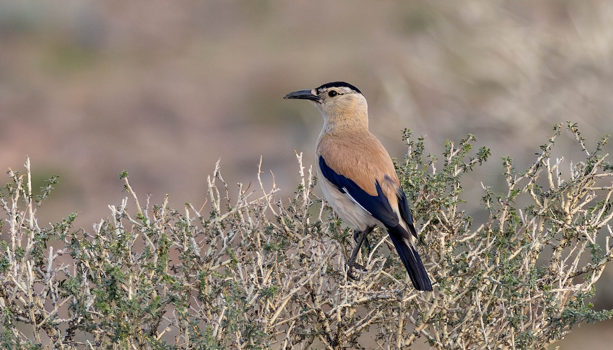 Mongolian Ground-Jay - ML621774999