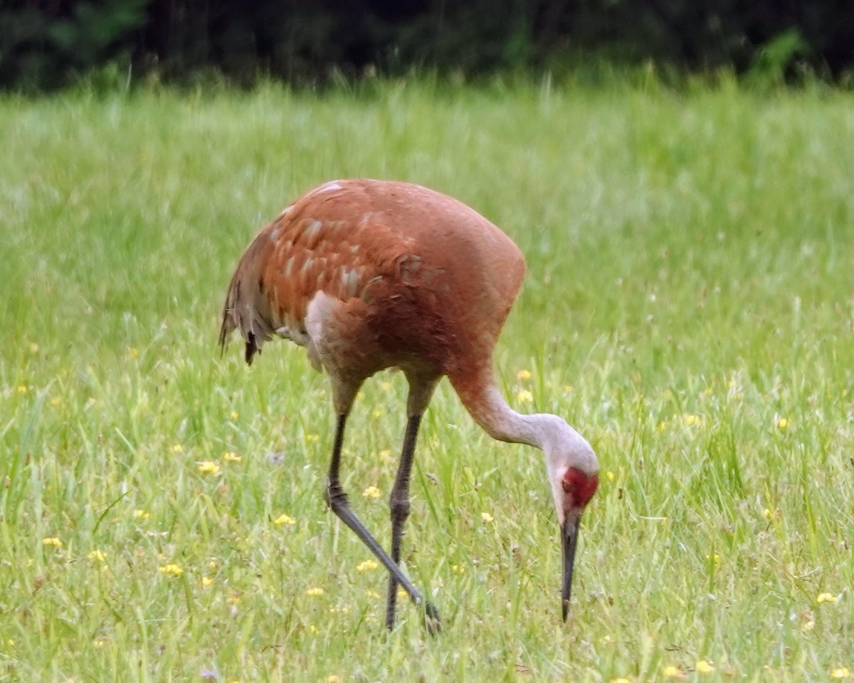 Sandhill Crane - ML621775039