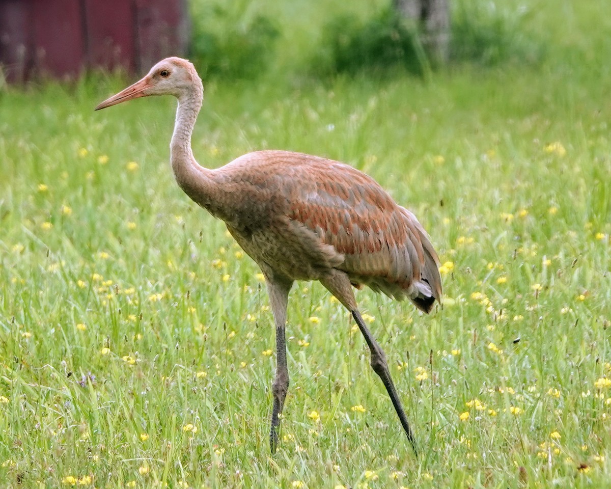 Sandhill Crane - ML621775041