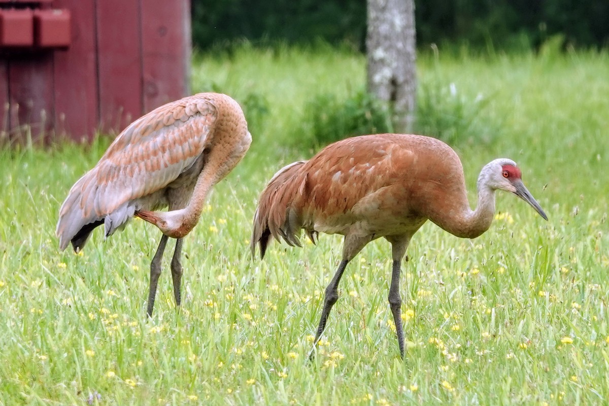 Sandhill Crane - ML621775042