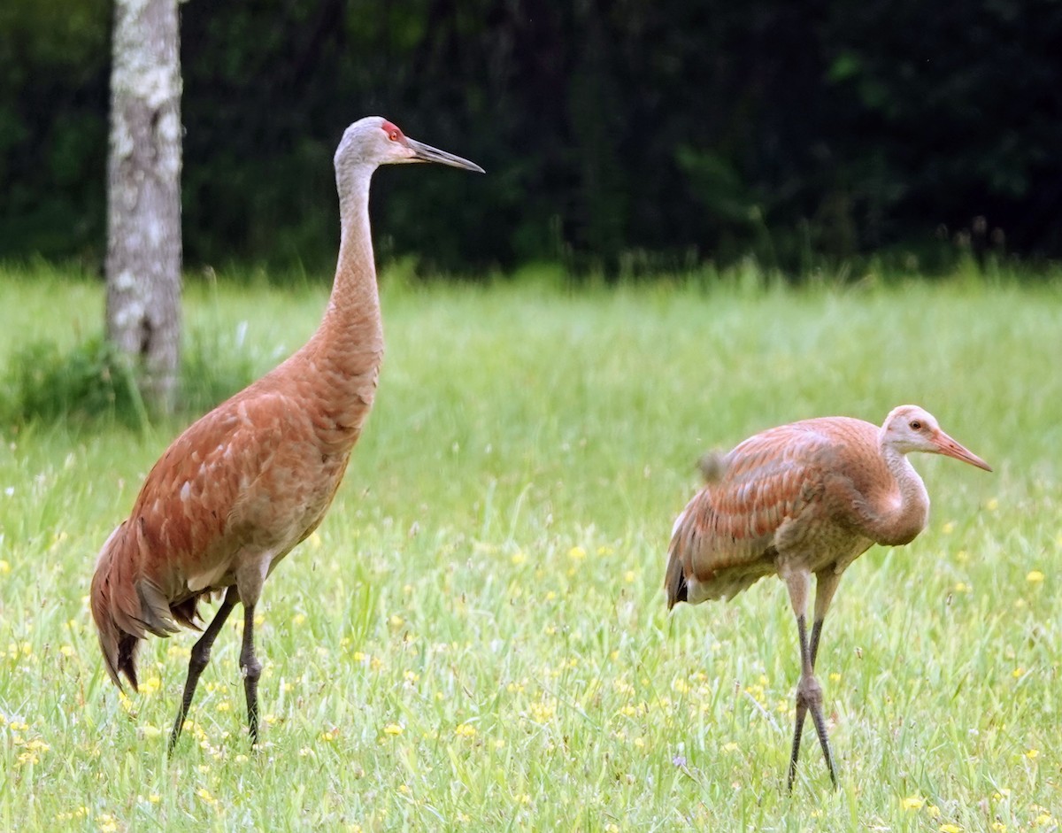 Sandhill Crane - ML621775043