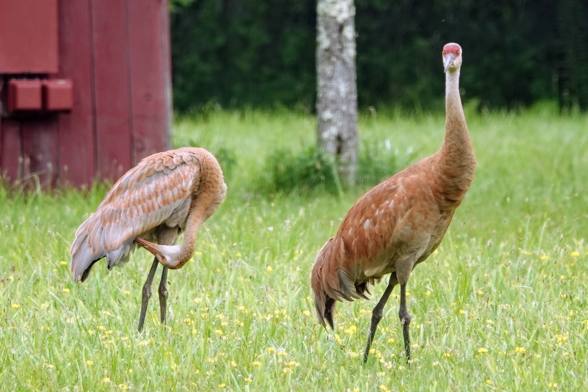 Sandhill Crane - ML621775044