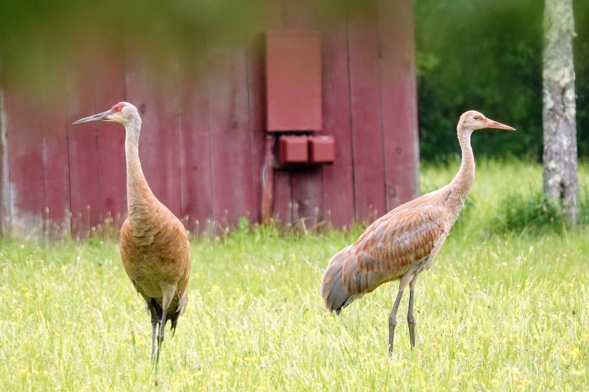 Sandhill Crane - ML621775045