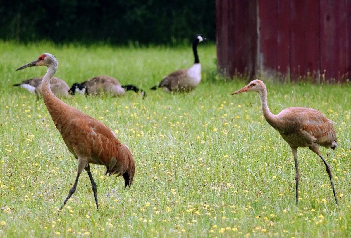 Sandhill Crane - ML621775046