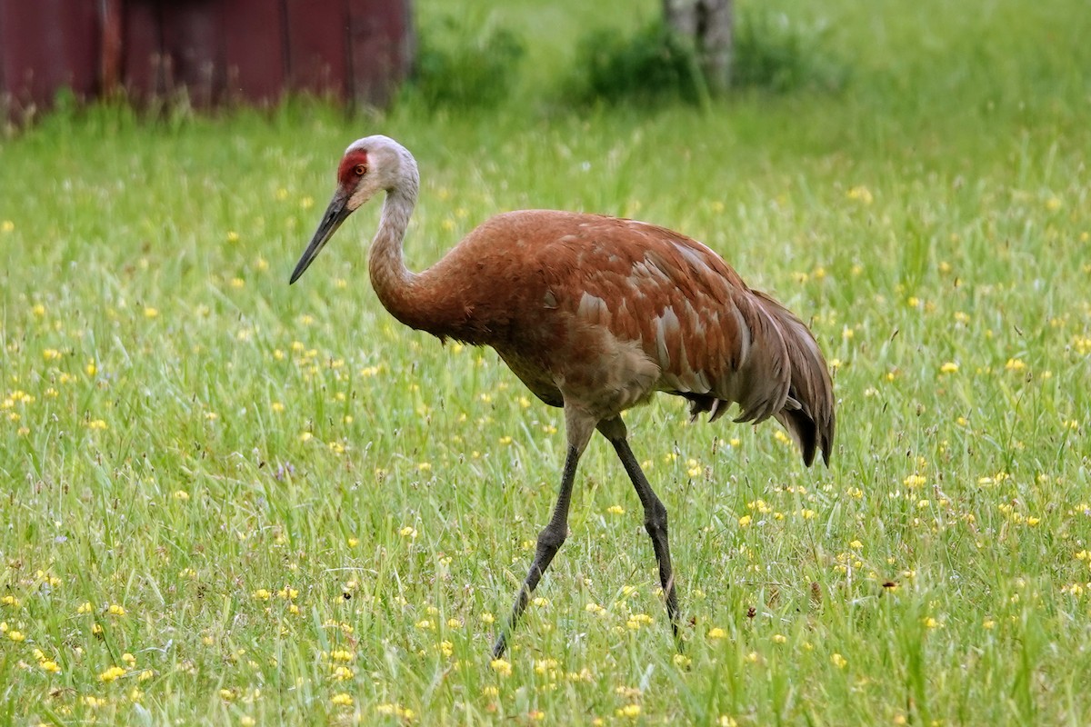 Sandhill Crane - ML621775047