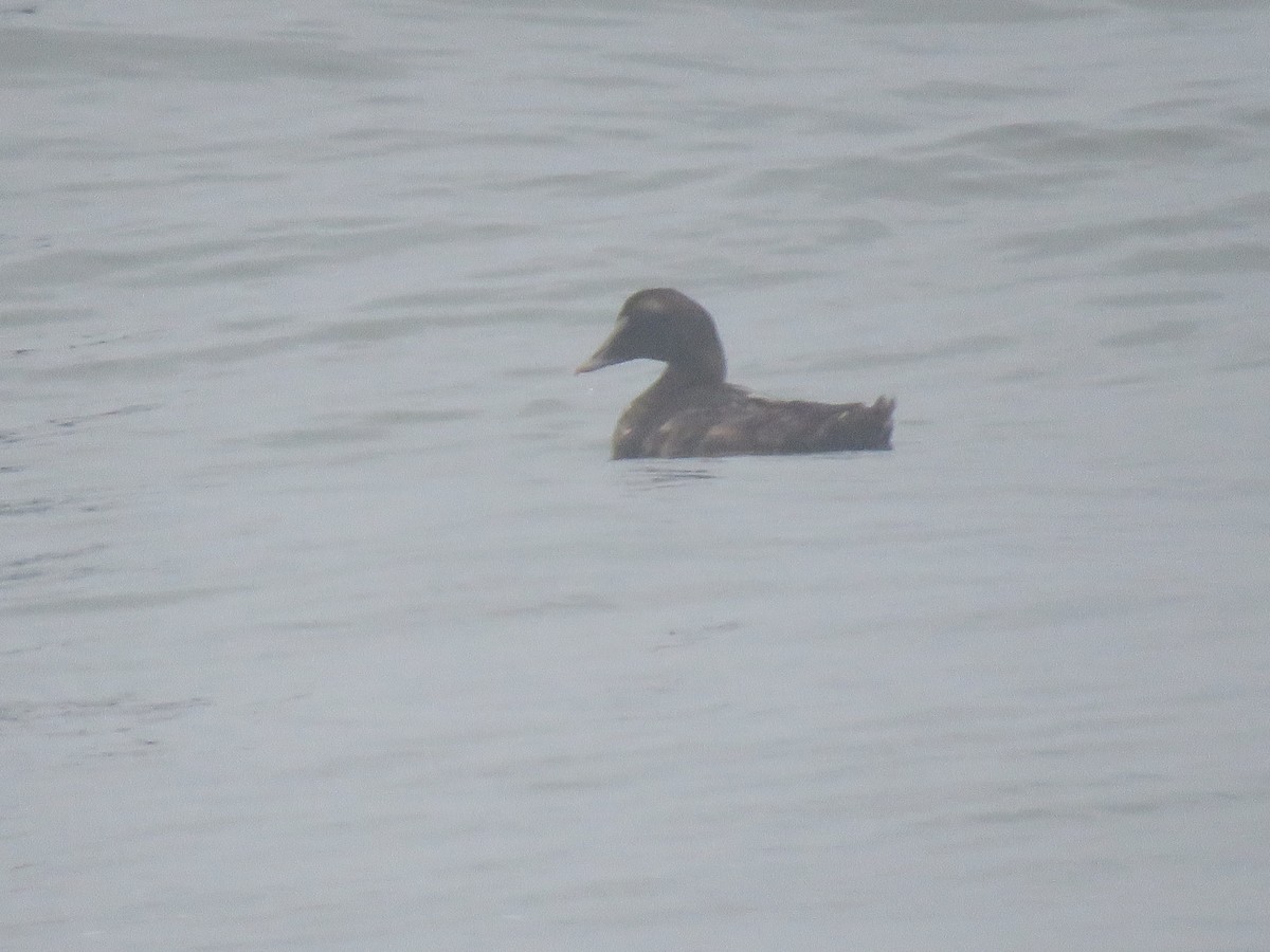 Common Eider - ML621775061