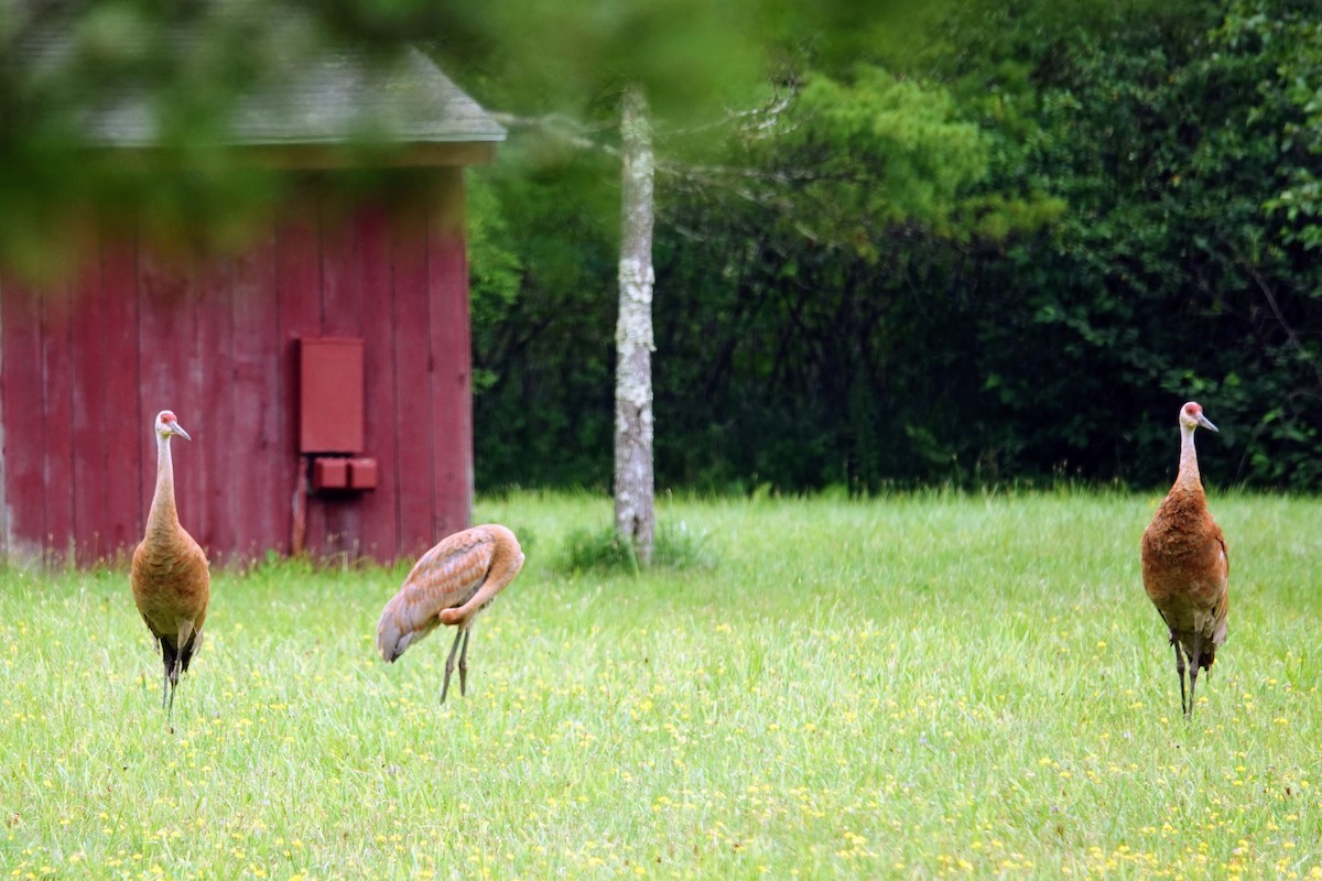 Sandhill Crane - ML621775077