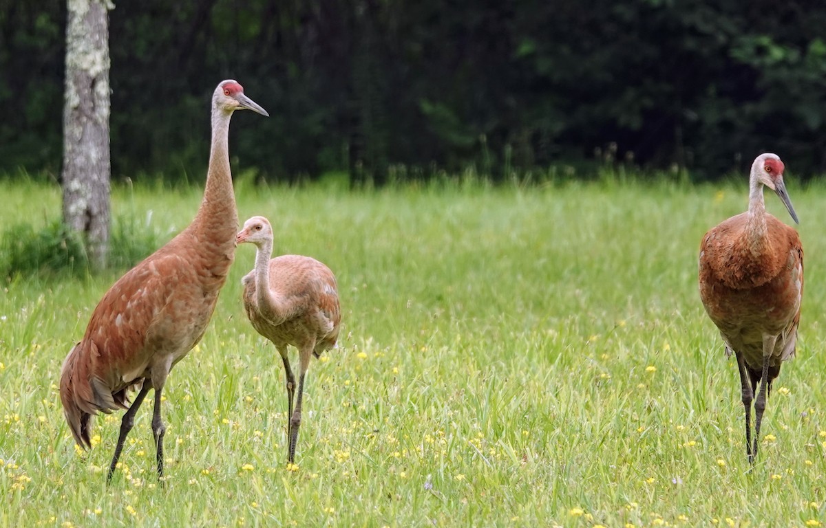 Sandhill Crane - ML621775111