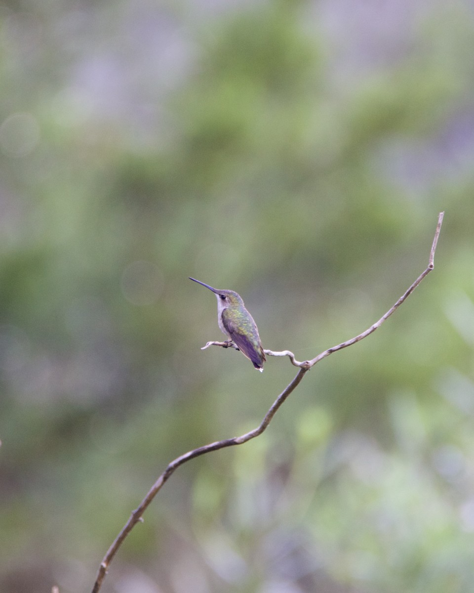 Ruby-throated Hummingbird - Rebecca Tatterson