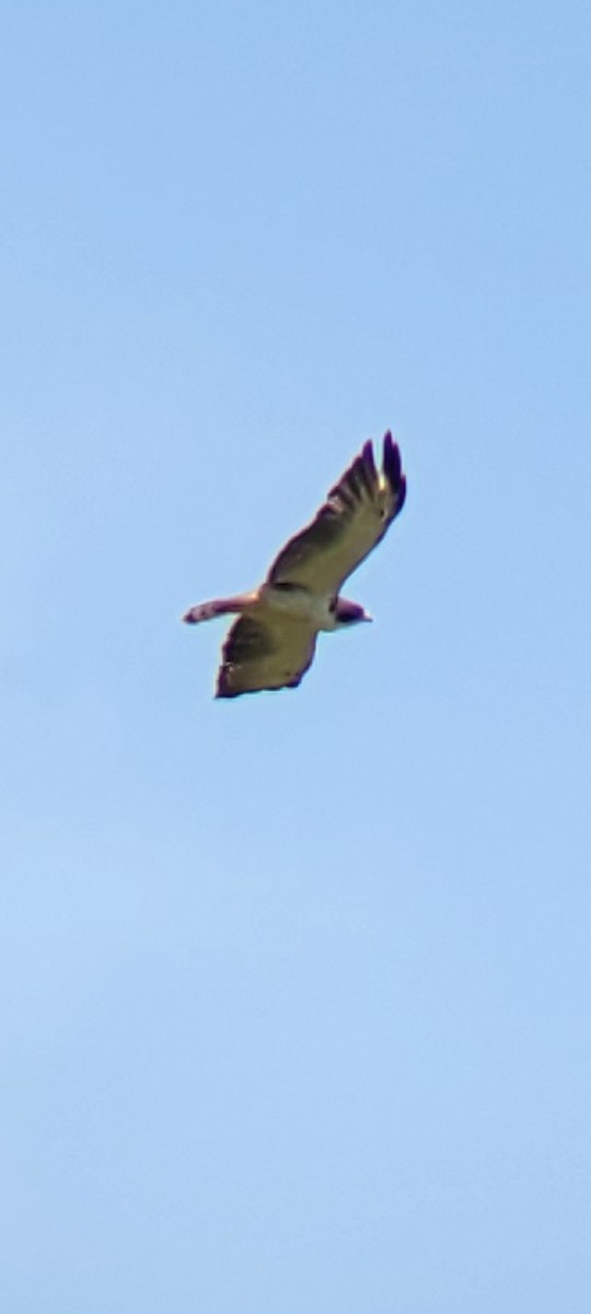 Short-tailed Hawk - ML621775211
