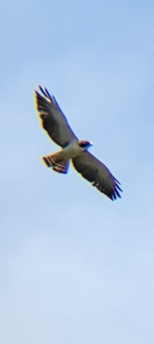 Short-tailed Hawk - ML621775212