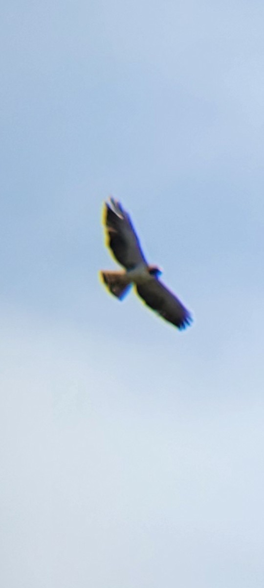 Short-tailed Hawk - ML621775213