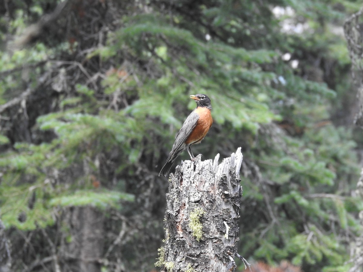 American Robin - ML621775258