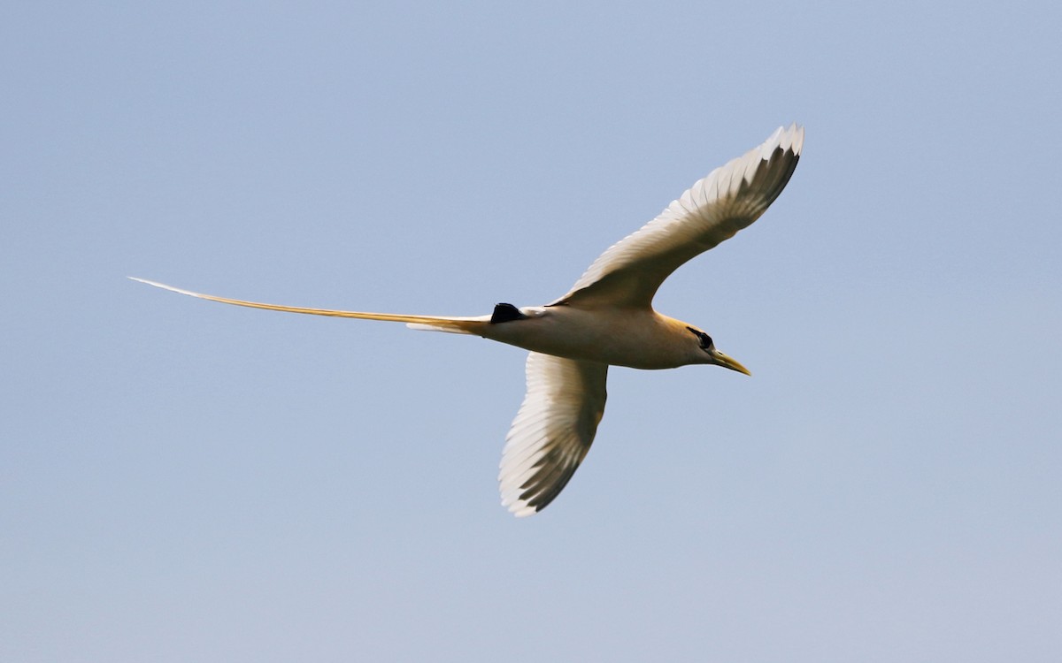 White-tailed Tropicbird - ML621775319