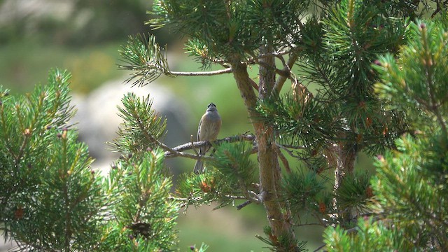 Rock Bunting - ML621775362