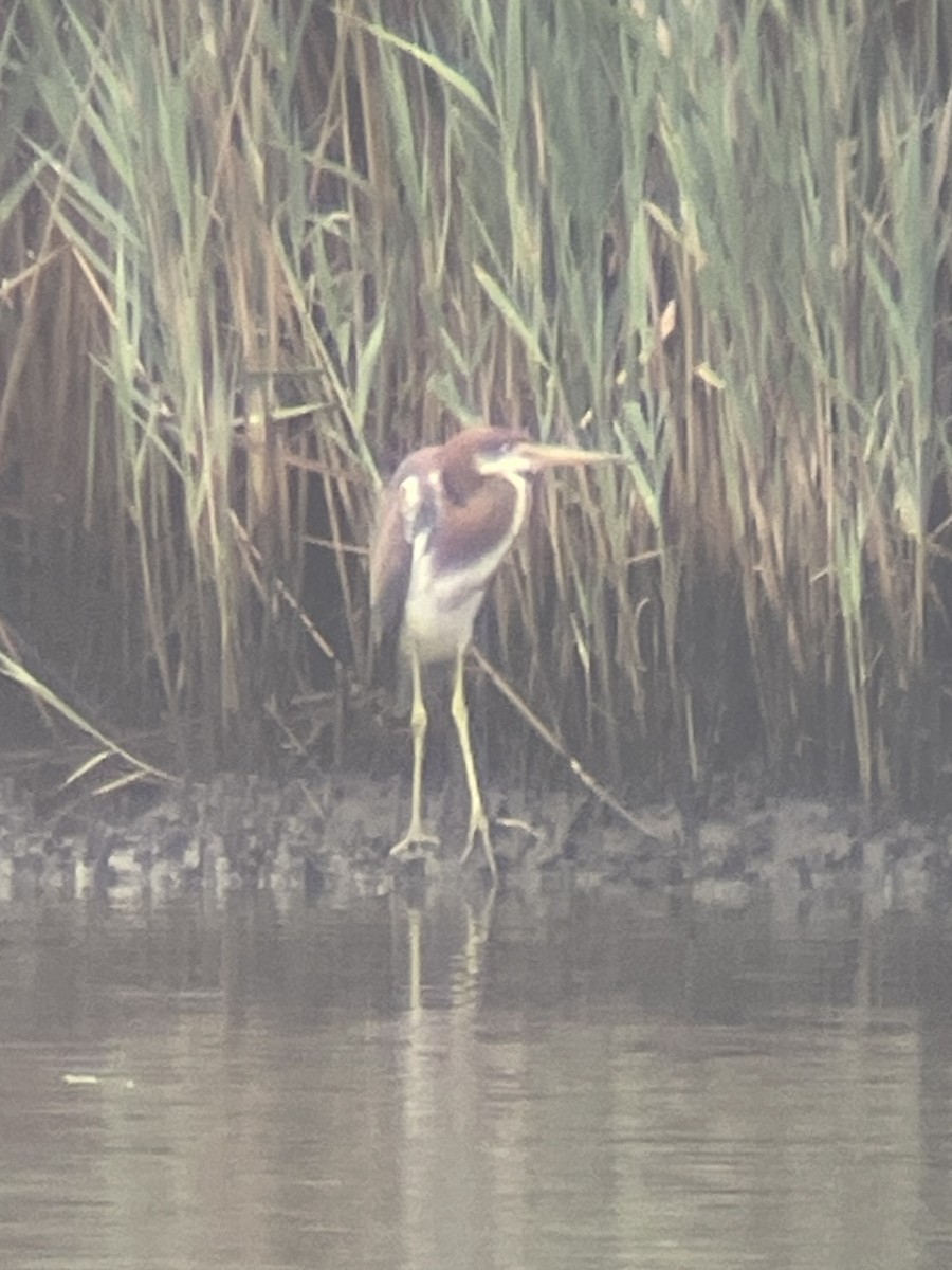 Tricolored Heron - ML621775418