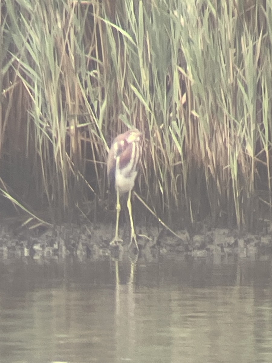 Tricolored Heron - ML621775419