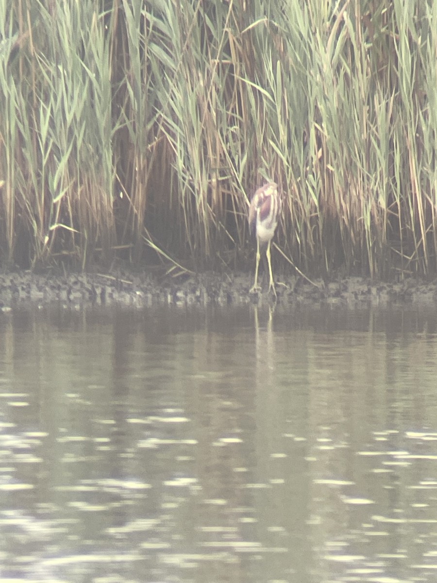 Tricolored Heron - ML621775420