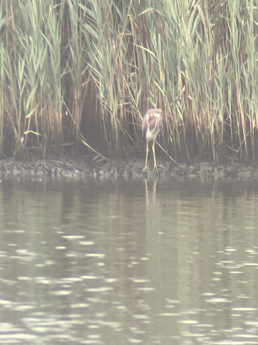 Tricolored Heron - ML621775421